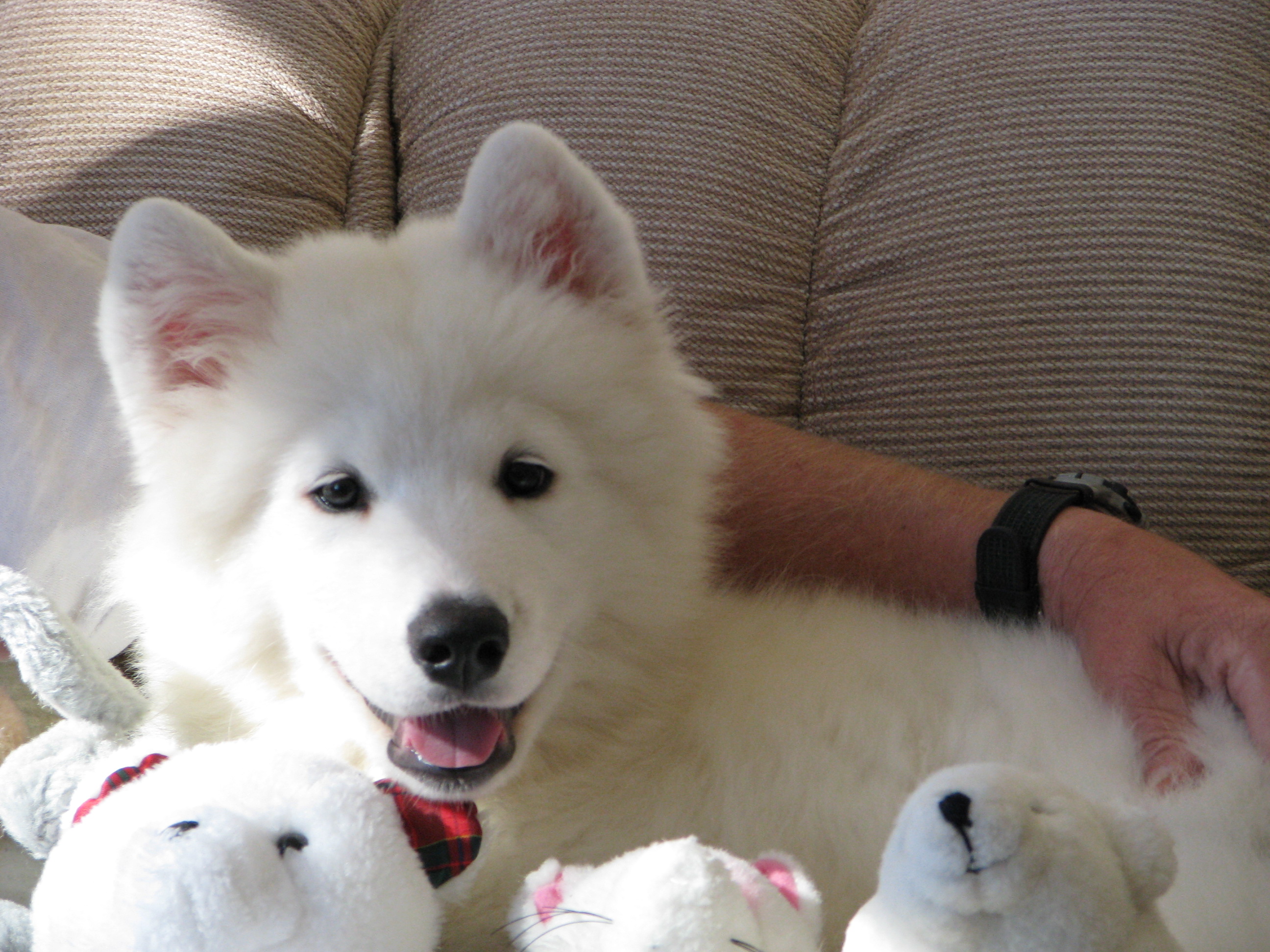 Mytee Samoyeds - Girls page